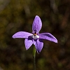 _17C7544 Wax-lip Orchid